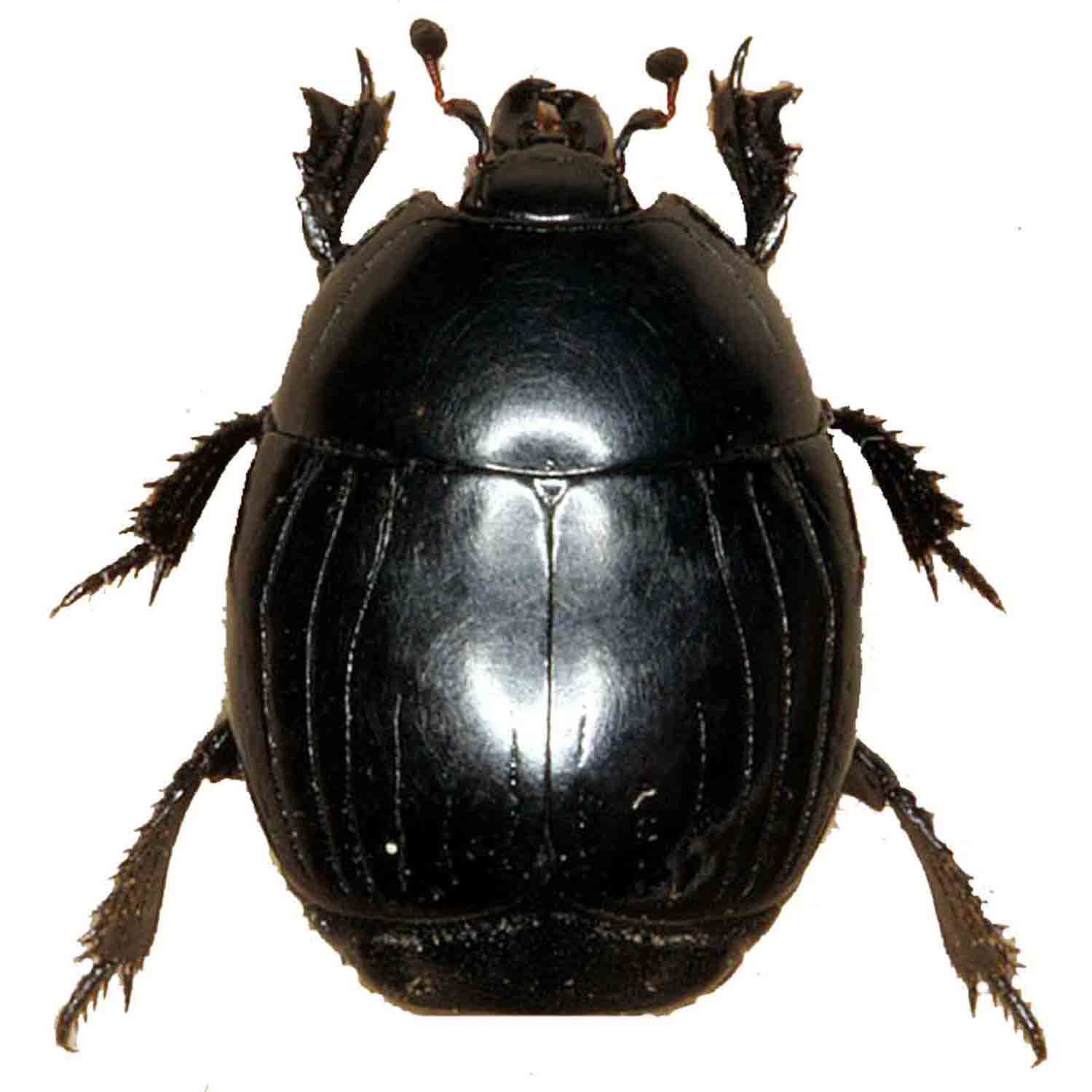 L'Arca di Noè - Hister unicolor Insect Coleopter Clown Beetle